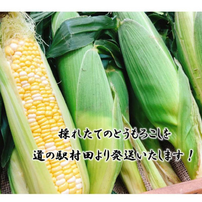 【先行受付2026年】とうもろこし　ドルチェドリーム　約3.0kg　数量限定【配送不可地域：離島】