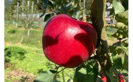 【先行予約】松陽園 樹上完熟 りんご ジョナゴールド 3kg【2026年10月中旬頃から順次発送】 農家直送