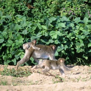 【家族で楽しむ】野生動物に出会える　丹波篠山だけの自然体験 CW026