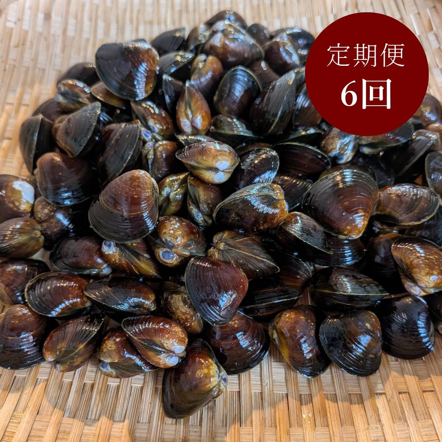 ＜丸元水産＞「蜆」（冷凍）500gx6（計3kg）【6ヵ月定期便】
