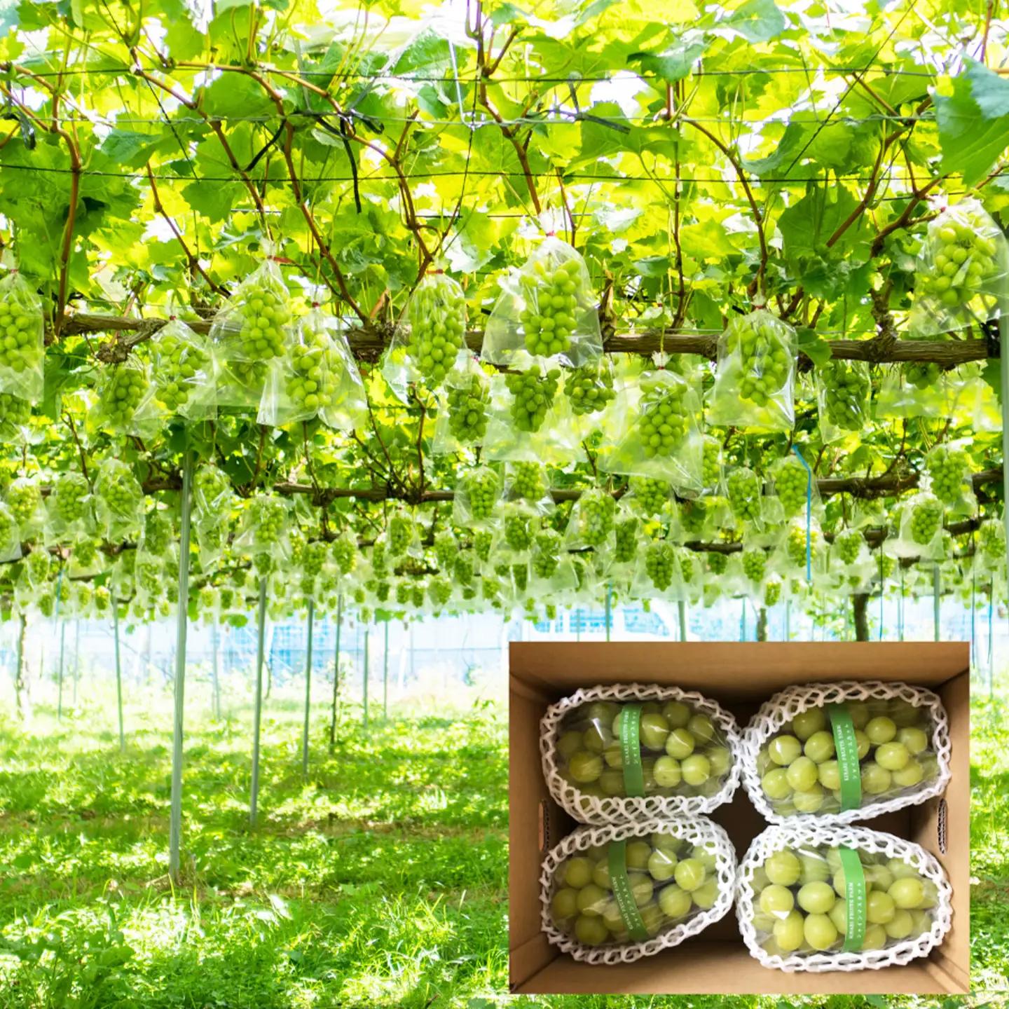シャインマスカット 2kg（3～5房）完熟シャインマスカット【9月発送】