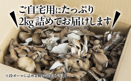 訳あり（簡易包装）飛騨舞茸 2kg まいたけ 舞茸 まいたけ【60-3】