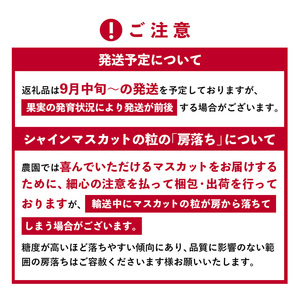 ≪先行予約≫シャインマスカット 3房（1.5?2kg） / ぶどう フルーツ デザート 綾部市 / 平ちゃん農園［BSDT003］