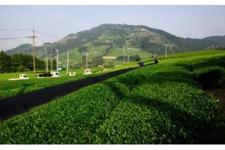 日本茶AWARD2021審査員奨励賞受賞！世界農業遺産認定！茶草場農法の掛川かぶせ茶　大井製茶 （ 深蒸し茶 掛川市 掛川茶 静岡 掛川市 かぶせ たっぷり 小分け 深蒸し掛川茶 ) 1923