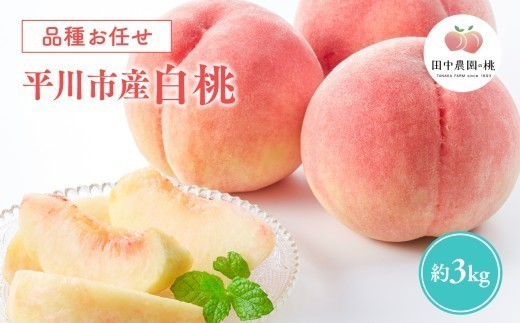 
                  ≪8月～9月発送予定≫  品種お任せ 平川市産 白桃 約3kg (8-9玉）【青森県 平川市 田中農園】フルーツ 果物 桃 もも モモ 白桃 ピーチ はくとう お取り寄せ 先行予約 旬 おまかせ 
                