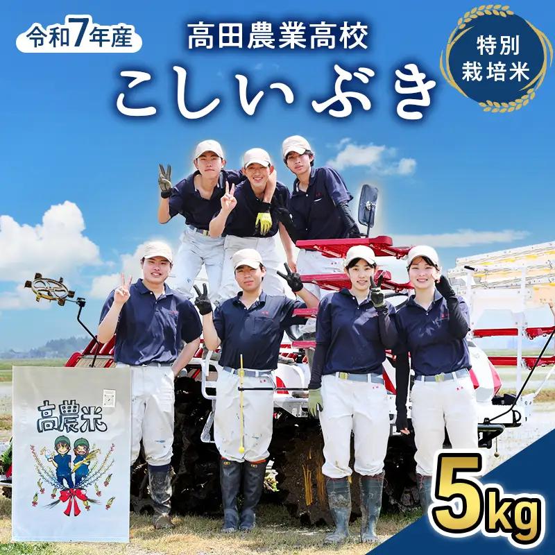 高農米 高田農業高校 こしいぶき 特別栽培米 5kg こしいぶき