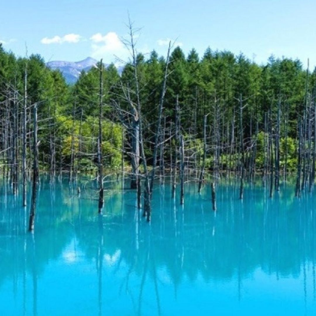 【ふるさと納税】北海道 美瑛町 寄附のみ(返礼品なし) [001-01]