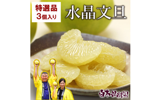 【先行予約】高知県 土佐市産 水晶文旦 特選ご贈答用 2Lサイズ 3個入り 文旦 ぶんたん 土佐 柑橘 国産 フルーツ お取り寄せ ギフト 高級 先行予約 高知県 土佐市【白木果樹園】[BQAI017]