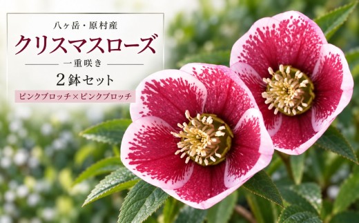 八ヶ岳・原村産　クリスマスローズ（一重咲き）2鉢セット 【ピンクブロッチ×ピンクブロッチ】 | クリスマスローズ 花苗 鉢植え 鉢花 信州 八ヶ岳 長野県 諏訪郡 原村