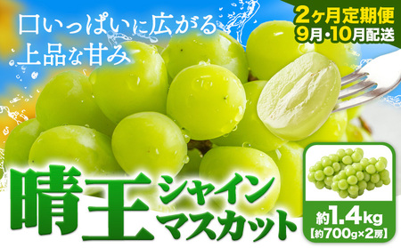 【2ヶ月定期便】ぶどう シャインマスカット 晴王 1.4kg 2房 マスカット岡山《9月上旬-10月末頃出荷》岡山県 浅口市 送料無料 フルーツ 果物 マスカット お取り寄せフルーツ【配送不可地域あり】（北海道・沖縄・離島）