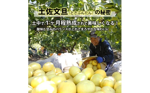 【果樹園直送】土佐文旦　4L　2個入り　1.5kg 大玉　特選品