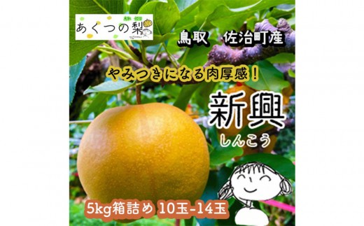 
                  新興梨 5kg箱詰め(鳥取県佐治町産) [あくつの梨]
                