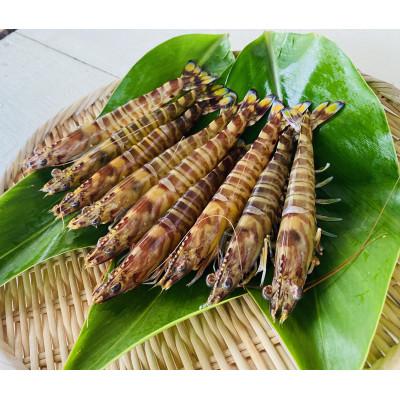 ふるさと納税 久米島町 久米島漁協の活〆冷凍車海老　生食用1.5kg |  | 02