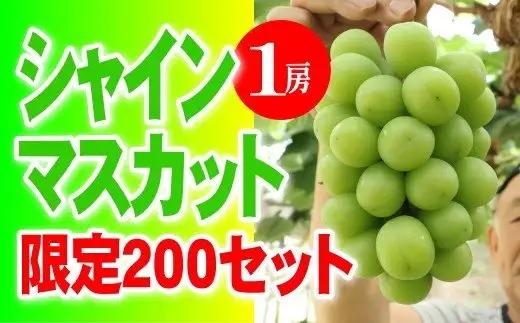 シャインマスカット 【2026年発送】 １房 大粒 秀品 岡山県産 ハウス栽培 産地直送