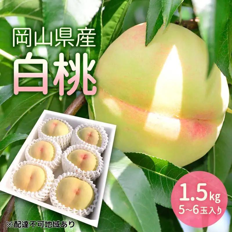 白桃 岡山県産 白桃【1.5kg 5～6玉】【先行予約】