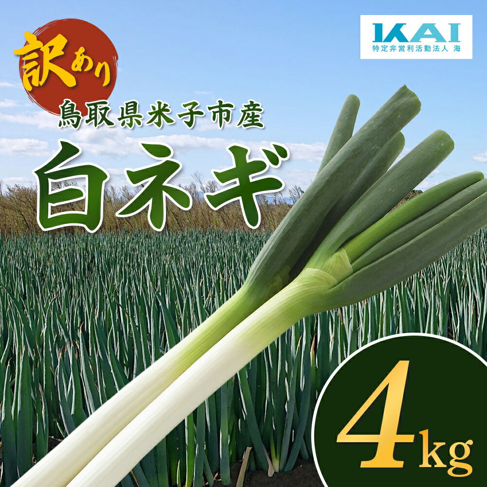 【ふるさと納税】【訳あり】産地直送 白ネギ 約4kg 鳥取県 米子市産 国産 ねぎ ネギ 葱 白ねぎ 不揃い ふぞろい 甘い 美味しい おいしい 鍋 家庭用 送料無料 NPO法人海【24-012-003】