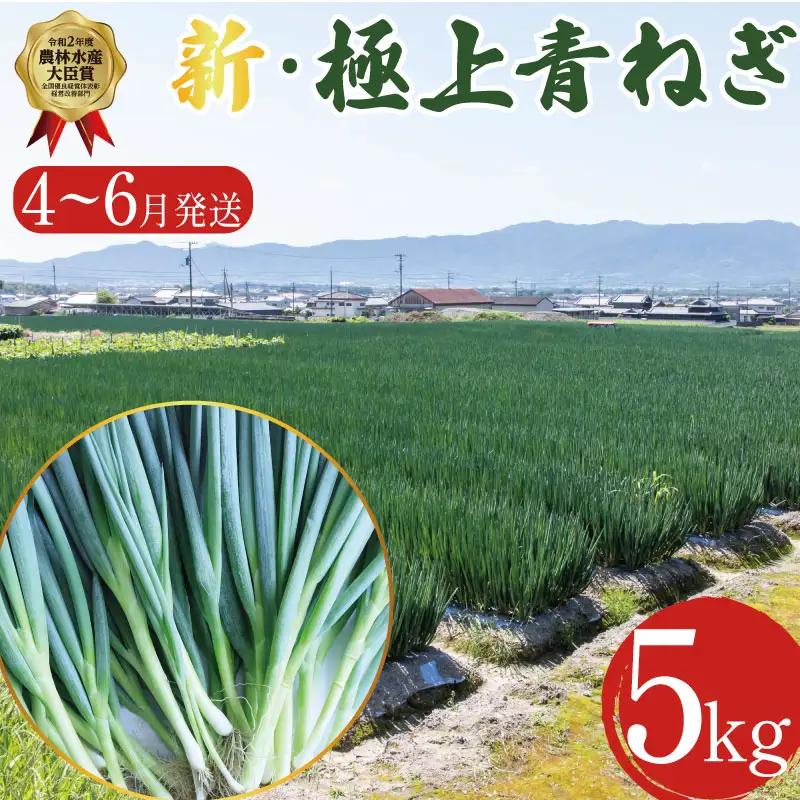 【4月～6月まで発送】青ねぎ 5kg ネギ 葱 極上 薬味 国産