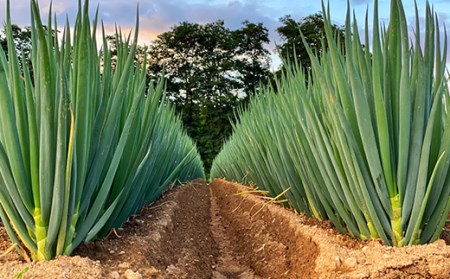 ≪2026年先行予約≫【ねぎびとカンパニー】贈答用 山形県産 寅ちゃんねぎ 2Lサイズ 10本入（2本×5袋） 2026年11月下旬から順次発送 葱 ねぎ ネギ 野菜 食品 山形県 F2Y-5336