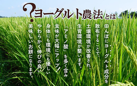 ＜6月中旬発送＞丸もち6か月定期便！ 杵つき餅 380g×3袋（入金期限：2025.5.25）