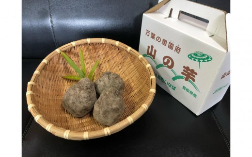 国府町産 山の芋 2kg