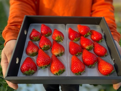 先行予約 化粧箱入り 宇城市産 あまおとめ 約600g（約300g×2パック）【NAGATA FARM】【2025年1月上旬～3月下旬発送予定】合計600g 果物 くだもの フルーツ 果実 苺 いちご