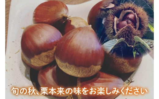 【2026年9月中旬より順次発送】石岡市鶴沼の栗（生栗）2kg（茨城県共通返礼品/石岡市）【くり 栗 農薬不使用 オーガニック オーガニッ栗 珍しい 希少 秋 茨城県産 果物 果樹 栗ご飯 水戸市】（KN-5）