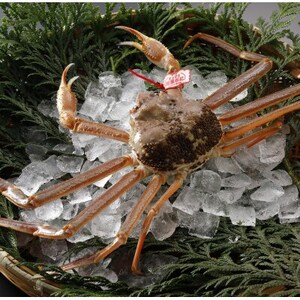 【先行予約】鳥取県産 タグ付き 活 松葉がに 700g×3杯(中村商店)2026年1月末より順次発送【配送不可地域：離島・北海道・沖縄県・東北・信越、北陸】【1692904】