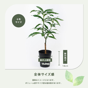 1月上旬～発送【観葉植物】 アップルマンゴー 苗木6号ポット(アーウィン種)3～4年生苗(前園植物園/025-1362) 観葉植物 苗木 鹿児島 で育った 観葉植物 ! ギフト に 人気の 観葉植物