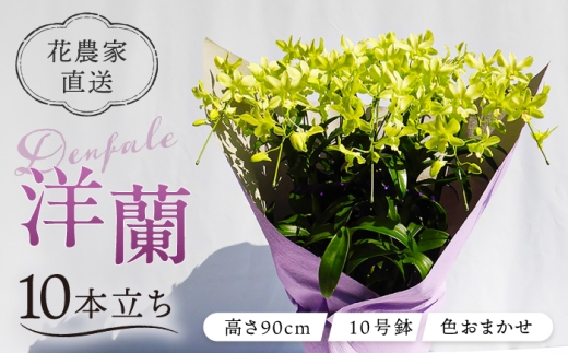 【10セット 限定 】 デンファレ （ 洋蘭 ） 10本 立ち 《糸島》【和饗エコファーム株式会社】 蘭 洋蘭 デンファレ 花 インテリア お祝い 贈り物 [AVI001]	母の日	父の日	ギフト
