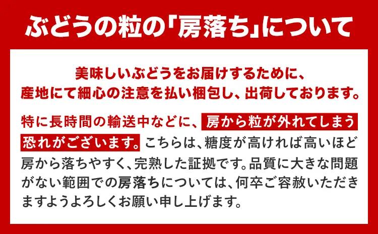 【定期便】旬のフルーツ定期便 岡山のﾌﾙｰﾂ 定期便 Aコース 2回定期便 岡山県産 桃 シャインマスカット ニューピオーネ 梨 《7月上旬-10月末頃出荷》岡山県 笠岡市 フルーツ 旬 果物 ぶどう