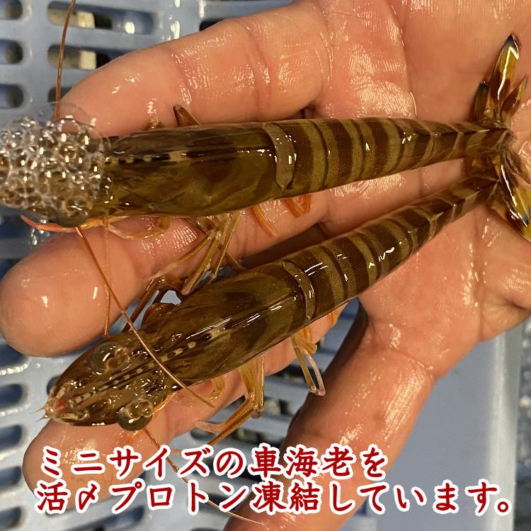 ミニ・ 車えび （ 生食用 冷凍 ・化粧箱入り）210g×3パック　NFN364  【500pt】