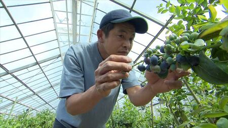 ブルーベリー ハウス 4月発送 【 ブルーベリー 】