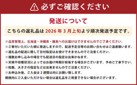 春のあまおう(2L・2A・G規格以上 6パック)【数量限定】 あまおう いちご イチゴ 苺 果物 くだもの フルーツ【2026年3月上旬～4月下旬発送予定】
