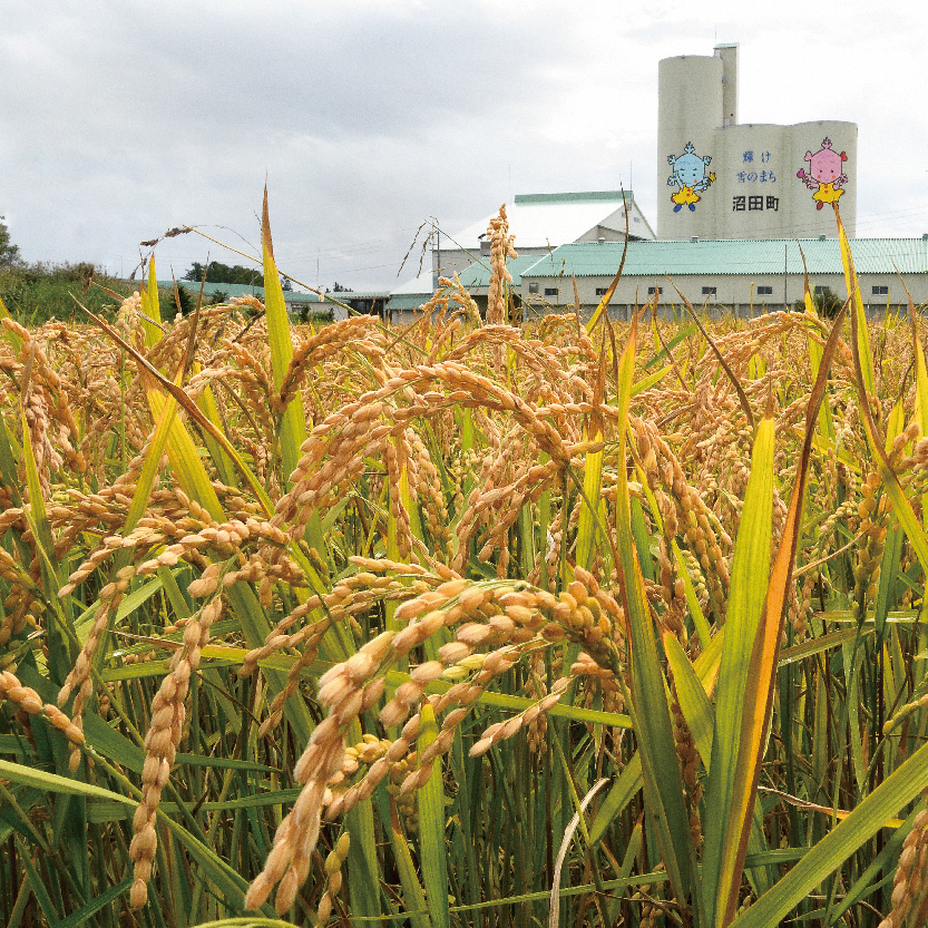 【先行予約】令和7年産 特Aランク米 ななつぼし 精米 10kg（5kg×2袋）雪冷気 籾貯蔵 北海道 雪中米