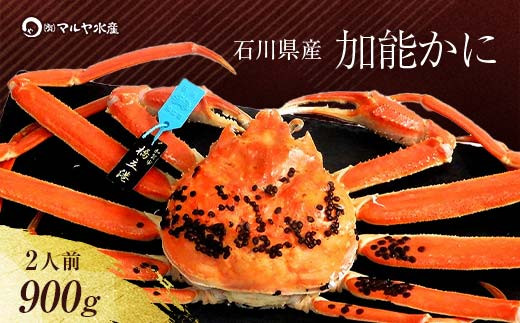 【11月10日～12月15日発送】【先行予約】【冷蔵発送】石川県産 加能かに ズワイガニ ( 産地証明タグ付 ) 茹で上げ前重量 約900g 1匹 特大サイズ F6P-2756