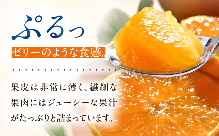 みかん 紅まどんな 約2kg【11月中旬から12月下旬まで順次発送】/ フルーツ 果物 柑橘 蜜柑 ミカン オレンジ まどんな マドンナ 紅マドンナ 砥部まどんな 愛果28号 約2kg 甘い 先行予約