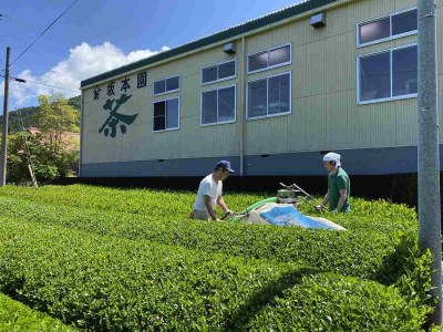 11-29 徳用抹茶入り煎茶ティーバッグ100個