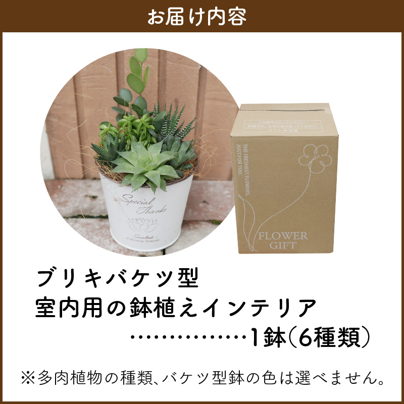 多肉植物６種【令和元年 農林水産大臣賞受賞】ブリキバケツ型室内用の鉢植えインテリア プレゼント ギフト 癒し  H195-001