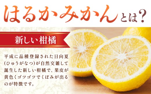 【人気柑橘】 特撰 はるかみかん 約5kg 有田マルシェ《1月中旬-2月下旬頃発送予定》和歌山県 日高町 国産 みかん 柑橘 果物 フルーツ ギフト 送料無料