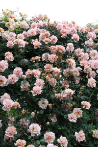 【2026年7月発送】バラ苗鉢植え「長尺・つる性ジュリア」　 バラ苗 1鉢 ノイバラ台木 花 長尺 つるバラ 丸弁 平咲き 弱い返り咲 中香 8寸鉢 2年生苗 ガーデニング 初心者 母の日 父の日 誕