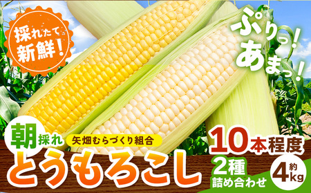 とうもろこし黄白2種 4kg 野木町産 矢畑むらづくり組合 《6月下旬-7月下旬頃出荷》栃木県 野木町