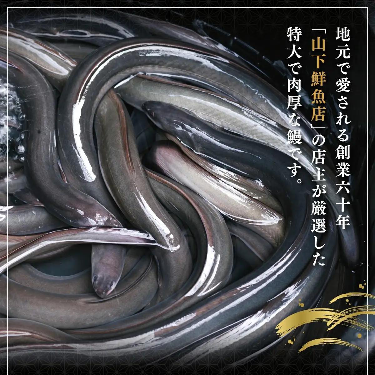 うなぎ蒲焼き 400g (200g×2尾) 