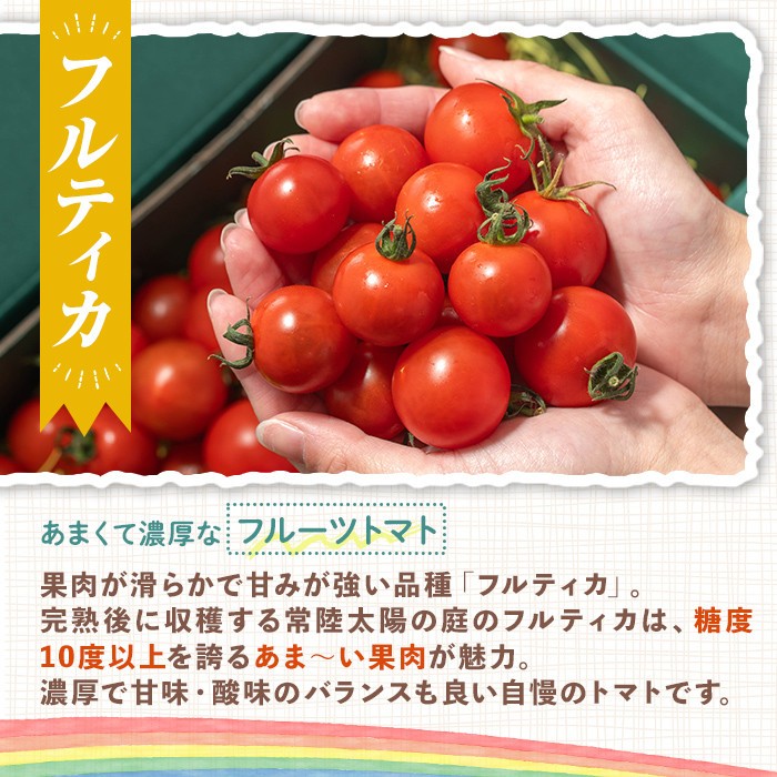 再エネと次世代農法が育んだ高糖度フルーツトマト約400g フルティカ 濃厚 野菜 甘い 茨城県 フルーツトマト おつまみ 中玉トマト トマト やさい 完熟 お弁当 贈り物 サラダ 産地直送 プレミアム