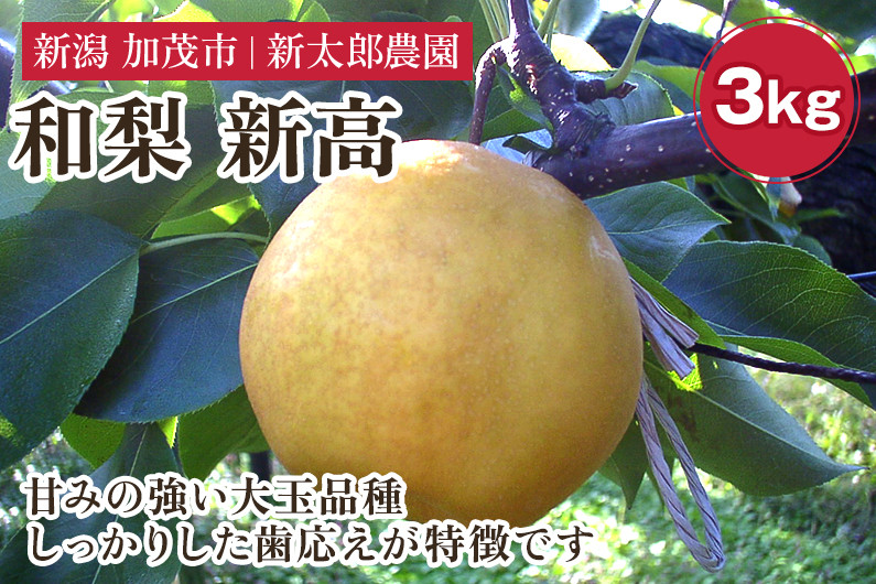 
                  【2026年先行予約】和梨 新高 3kg（4〜7玉） 《10月中旬から順次発送》 果物 フルーツ 梨 和梨 デザート 加茂市  新太郎農園
                