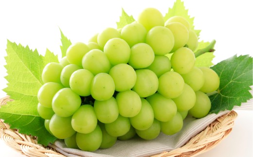 シャインマスカット晴王 1房（700g以上） マスカット ぶどう 葡萄 ブドウ 晴王 果物 フルーツ 岡山県 倉敷市【2026年9月上旬～10月上旬まで順次発送予定】