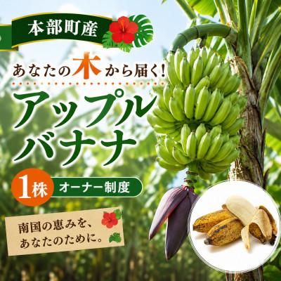 ふるさと納税 本部町 【収穫体験型】あなたの木から届く!沖縄本部町産のアップルバナナ オーナー制度1株