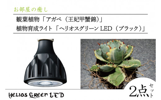 
BN030　お部屋の癒し　観葉植物「アガベ（王妃甲蟹錦）」と植物育成ライト「ヘリオスグリーンLED（ブラック）」の2点セット
