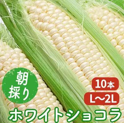 とうもろこし 富良野産 ホワイトショコラ 朝採り【L～2L 10本入り】【先行予約】