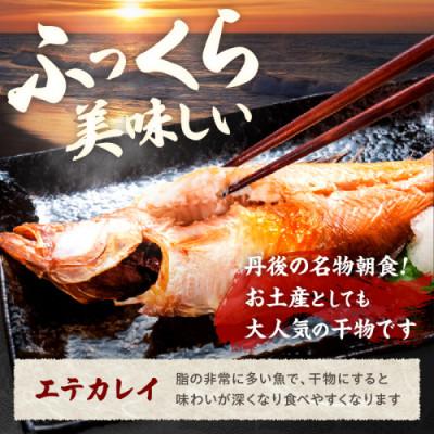 ふるさと納税 京丹後市 【店主一押し!絶品干物!高リピート!】エテカレイ一夜干し干物セット 中サイズ(朝食サイズ)20枚 |  | 01