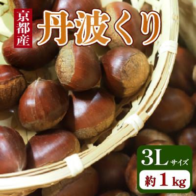 ふるさと納税 京都府 【先行予約】 2026年度産 京都府産 丹波くり 1kg 3Lサイズ